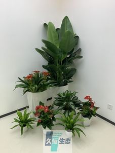 鼓楼办公室花卉绿植租摆简约组合